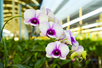 pink Phalaenopsis or Moth dendrobium Orchid flower in winter or spring day tropical garden Floral...