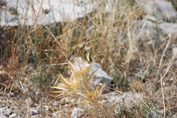Schmetterling auf getrockneter Distel