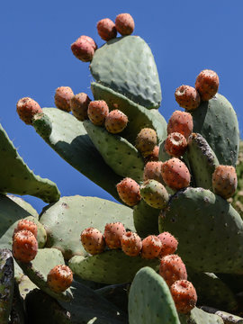 Chumbera: higos chumbos en la costa mediterranea