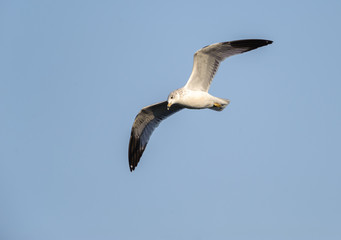 Ring-billed gull (Larus delawarensis) in flight above Lake Chapala - Ajijic, Jalisco, Mexico