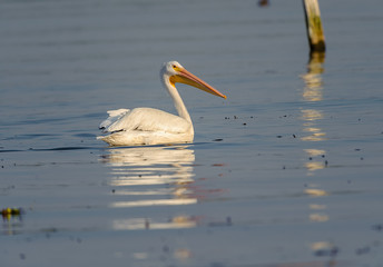 American white Pelican (Pelicanus erythrorhynchos) swimming in Lake Chapala - Ajijic, Jalisco, Mexico
