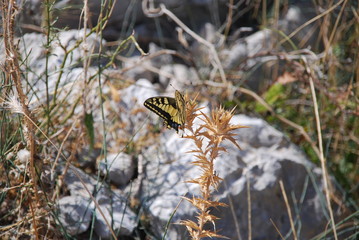 Schmetterling auf getrockneter Distel