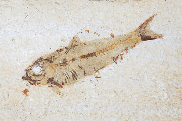 Fossil fish. Close up of prehistoric Knightia alta specimen from Eocene period.