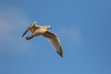 Fototapeta na wymiar Seagull in winter plumage. Gull suspended in flight against blue sky background.
