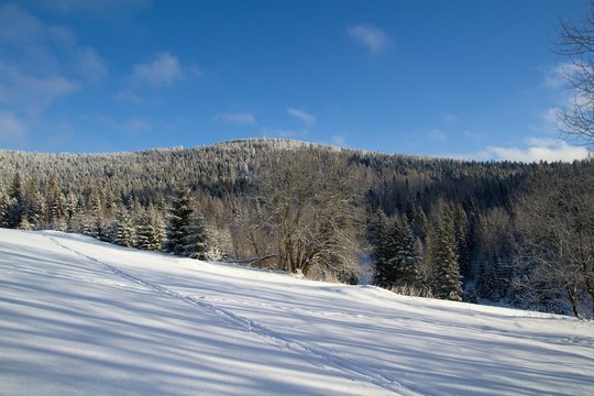 Fototapeta winter in the forest