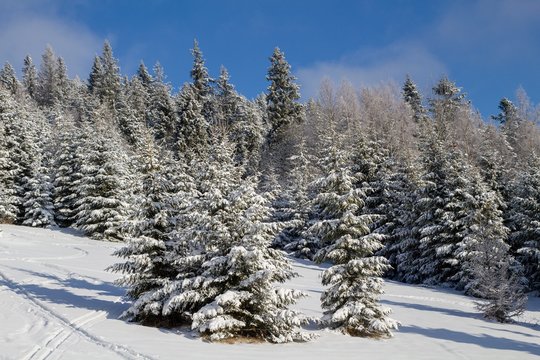 Fototapeta winter in the forest