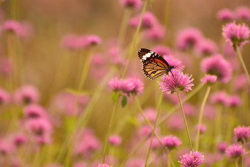 Butterfly and Flower Pearly Everlasting in the garden.