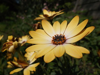 Close up flower