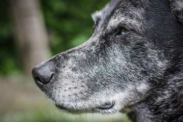Muzzle of a gray sheepdog close-up