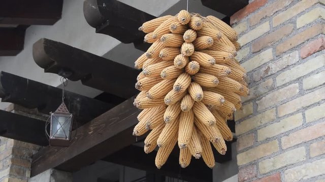 Zea mays Blave Maize Ma&iacute;z Dacsa Majs Ma&iuml;s मक्का  ذرة di Maissi Koruza Kukuruz Ng&ocirc; Elote Mais نبات video अनाज treccia Choclo Kukurydza zwyczajna 