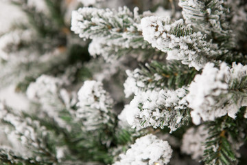 Christmas fir trees with snow, close up shot.