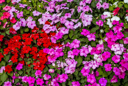 Background and texture of colorful Impatiens (Impatiens walleriana) flowers in the garden.