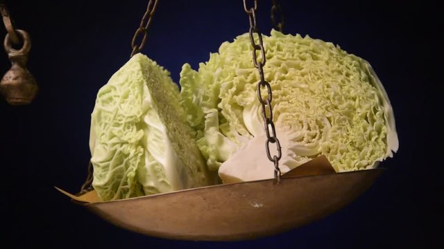Brassica oleracea sabauda Couve-lombarda Cavolo verza Chou de video Milan 野甘蓝 Savoy cabbage Kelk&aacute;poszta Wirsing Kelj Kapusta Col de Mil&aacute;n warzywna włoska Milano Савойская капуста Kurttukaali 