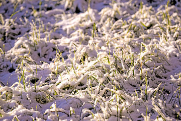 Wiese mit Schneehaube