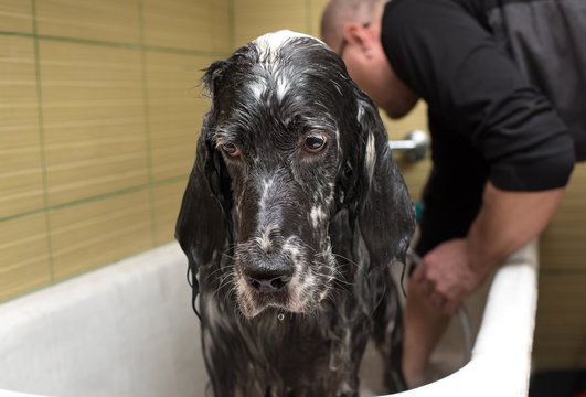 bathing a cute dog
