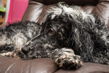 funny dog on the couch
