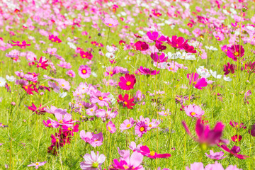 Obraz na płótnie Canvas Pink white and red cosmos flowers garden,Blurry to soft focus and retro film look new color modern tone.