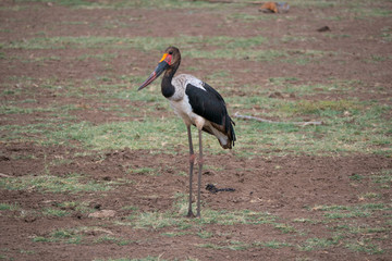 Obraz na płótnie Canvas Saddle-billed stork in Lake Manyara National Park, Tanznia