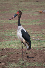 Saddle-billed stork in Lake Manyara National Park, Tanznia