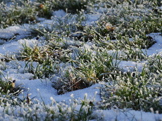 Lawn grass is sprouting out of the snow