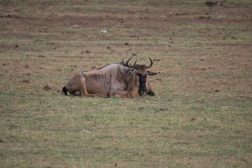 Wildebeest in Lake Manyara National Park, Tanzania