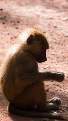 Baboon family in Lake Manyara National Park, Tanzania
