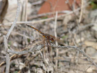 Red-veined Dropwing, Gran Canaria, Spain
