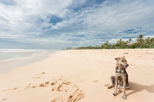 Sri Lanka - Ahungalla - A wild dog sitting in the sand
