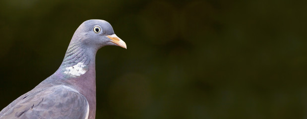 Beautiful pigeon close-up - web banner with copy space