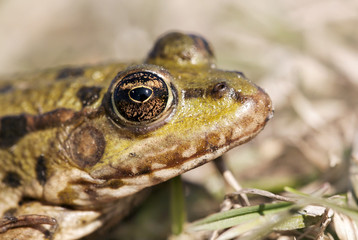 Animal ugliness - brown eye of a green frog