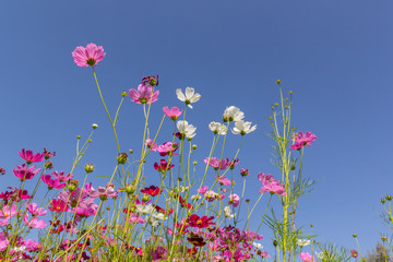 Pink white and red cosmos flowers garden,Blurry to soft focus and retro film look new color modern tone.