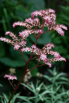 Rodgersia inflorescence./The air transparent inflorescence of a rodgersia sambucifolia is formed by small pink flowers with white petals.
