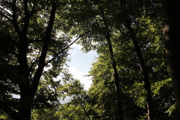 Obraz premium alberi