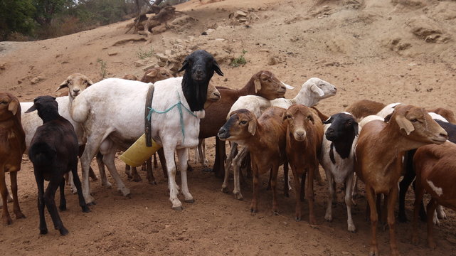 Maasai Sheep being Grazed