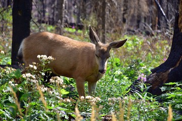 Deer in woods