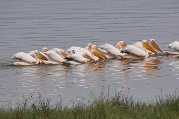 Pelicans in Lake Nakuru National Park, Kanya