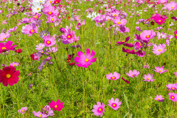 Pink white and red cosmos flowers garden,Blurry to soft focus and retro film look new color modern tone.