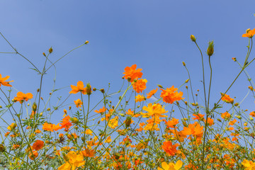Yellow cosmos flowers in the garden and blurred soft background. 