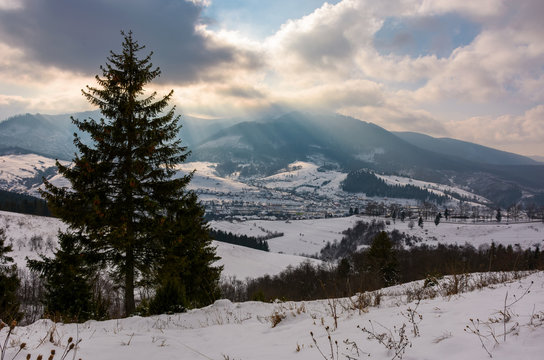 spruce tree on snowy hillside on cloudy winter day. beautiful nature scenery. location outskirts of Volovets town in Carpathian mountains, Ukraine