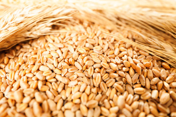 ears of wheat grain meal