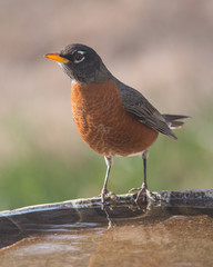 American Robin