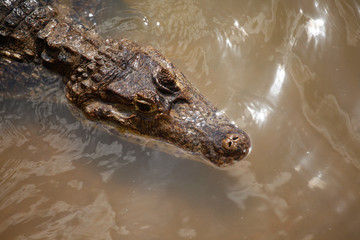 Crocodile in a River