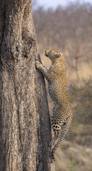 Naklejka na ściany i meble Lone leopard climbing fast up a high tree in nature during daytime