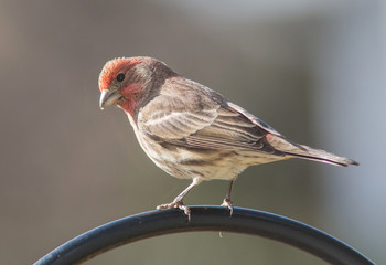 House Finch
