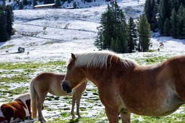 Alpine meadow horse on snow © Przemysław_Wania