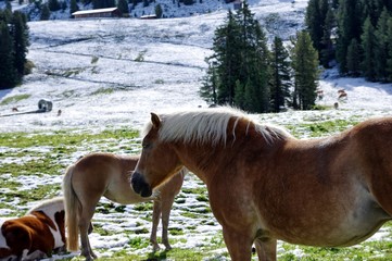 Alpine meadow horse on snow