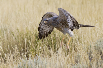 Male Pale Chanting Goshawk hunting for food on the ground in Kalahari