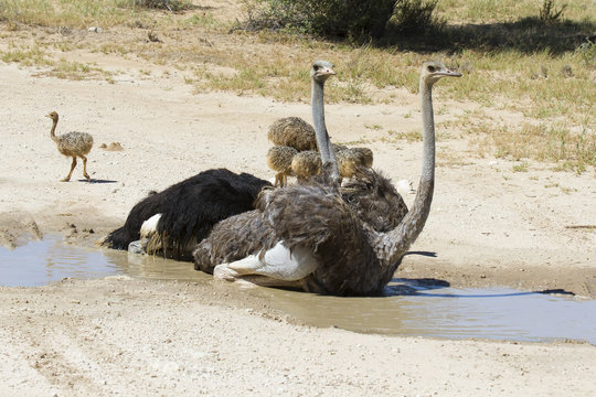 Family of ostriches having a bath in hot sun of the Kalahari