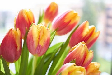 A bouquet of red-yellow tulips with green stems. Spring is coming. Bouquet in the daylight. Hello spring!
