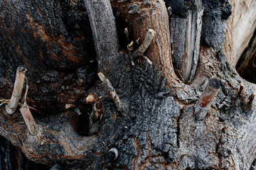 textured natural background. Close-up of bark, wood and twigs